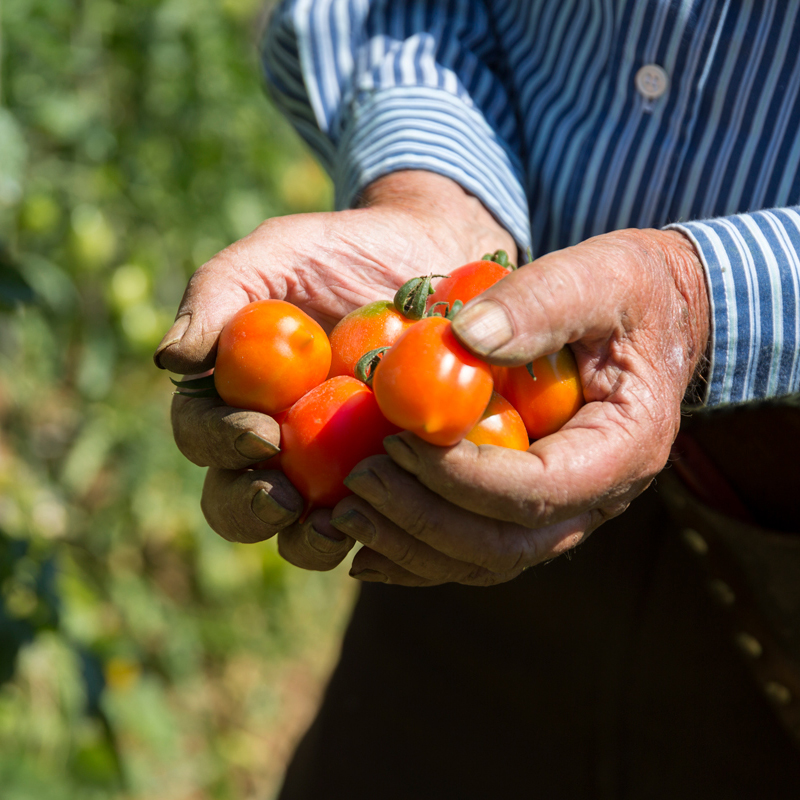 zi-ntonio-farm-amalficoast
